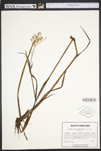 Lachnanthes caroliana image