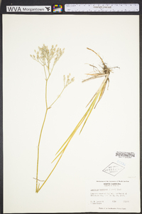 Lophiola aurea image