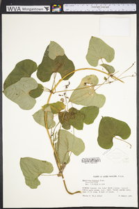 Dioscorea oppositifolia image