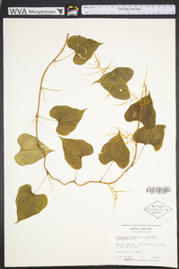 Dioscorea floridana image