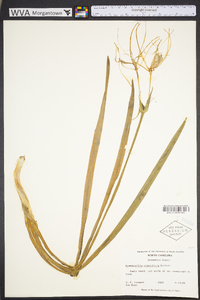 Hymenocallis crassifolia image