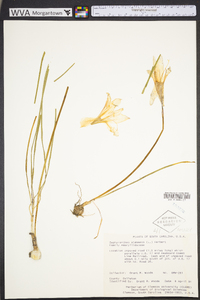 Zephyranthes atamasca image