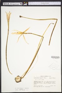 Zephyranthes treatiae image