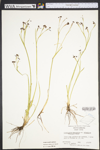 Sisyrinchium atlanticum image