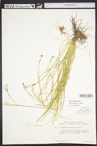 Sisyrinchium atlanticum image