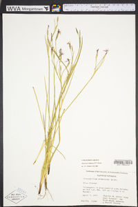 Sisyrinchium atlanticum image