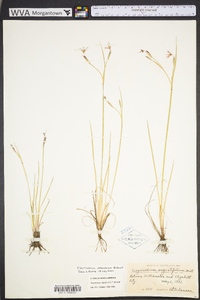 Sisyrinchium atlanticum image