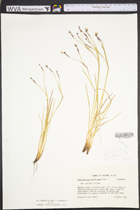 Sisyrinchium atlanticum image