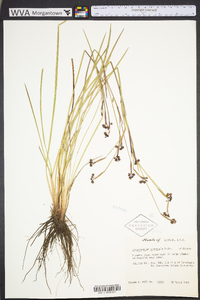 Sisyrinchium fuscatum image