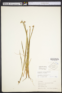 Sisyrinchium mucronatum image