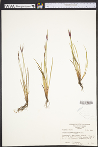 Sisyrinchium mucronatum image