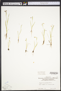 Sisyrinchium rosulatum image