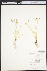 Sisyrinchium rosulatum image