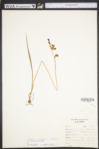 Calopogon pallidus image