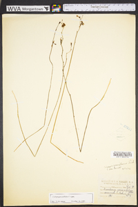 Calopogon pallidus image