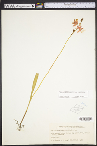 Calopogon tuberosus image