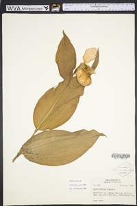 Cypripedium reginae image