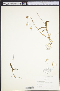 Epidendrum magnoliae image