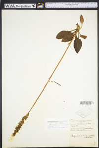 Goodyera pubescens image