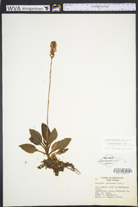 Goodyera pubescens image