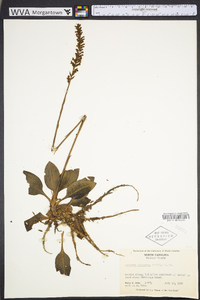 Goodyera pubescens image