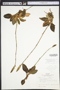 Goodyera pubescens image