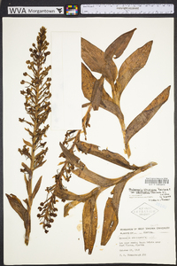 Habenaria odontopetala image