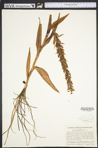 Habenaria repens image