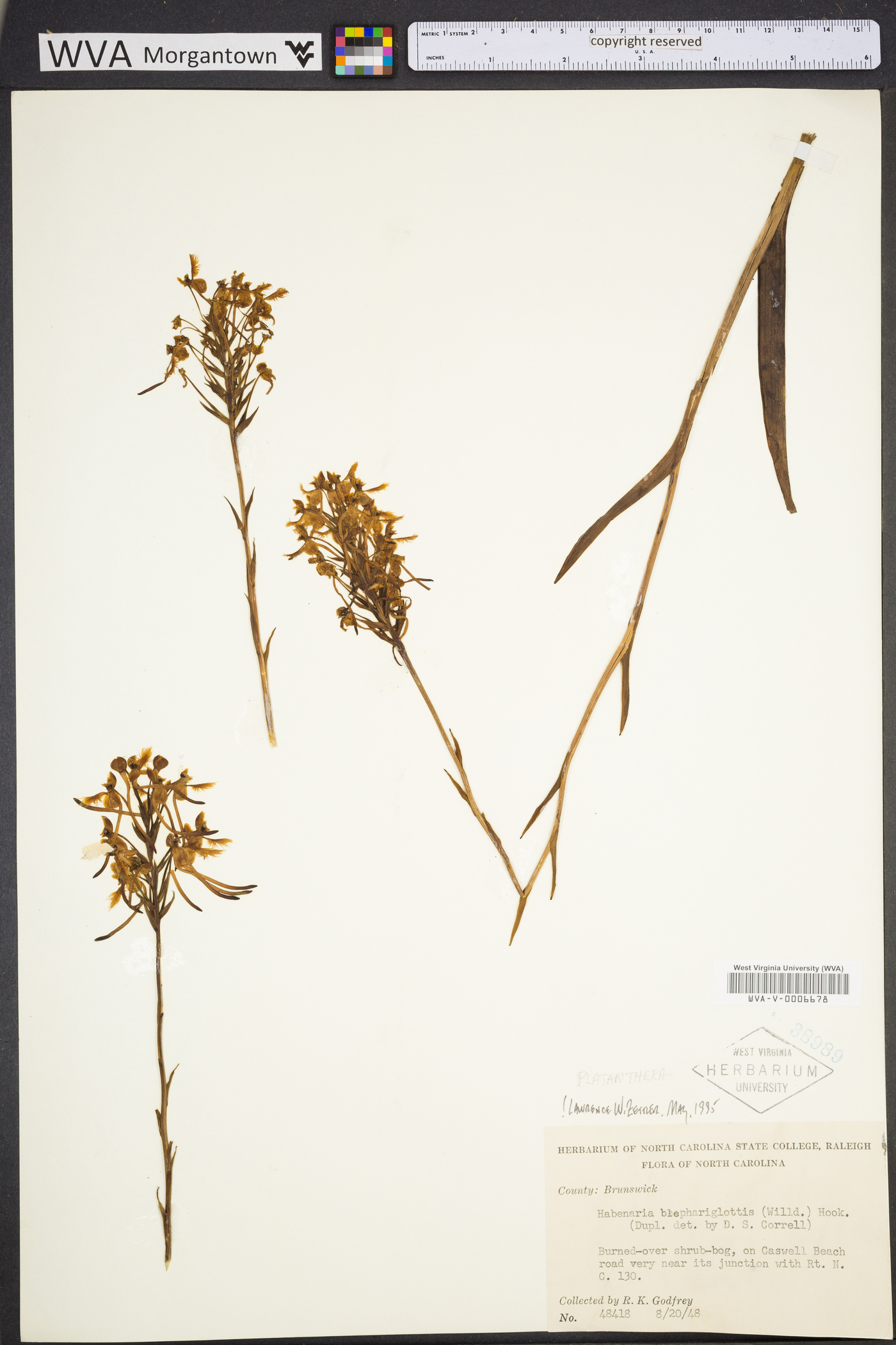Platanthera blephariglottis image