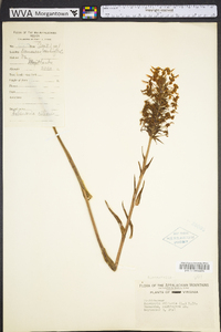 Platanthera ciliaris image