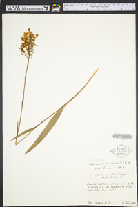 Platanthera ciliaris image