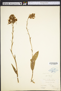 Platanthera ciliaris image