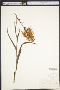 Platanthera ciliaris image