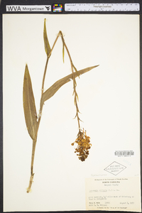 Platanthera ciliaris image