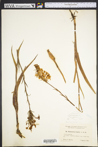 Platanthera ciliaris image