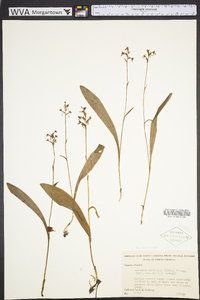 Platanthera clavellata image