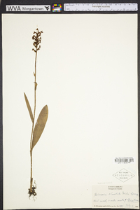 Platanthera clavellata image