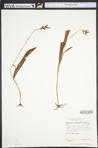 Platanthera clavellata image