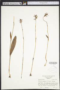 Platanthera clavellata image