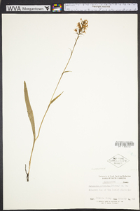 Platanthera cristata image