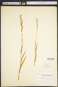 Platanthera dilatata image