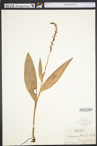 Platanthera flava image