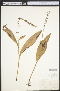 Platanthera flava image