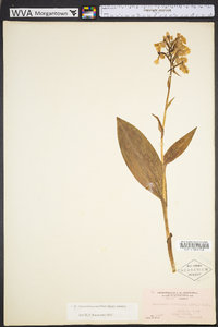 Platanthera grandiflora image