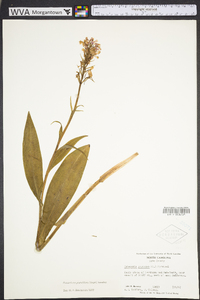 Platanthera grandiflora image