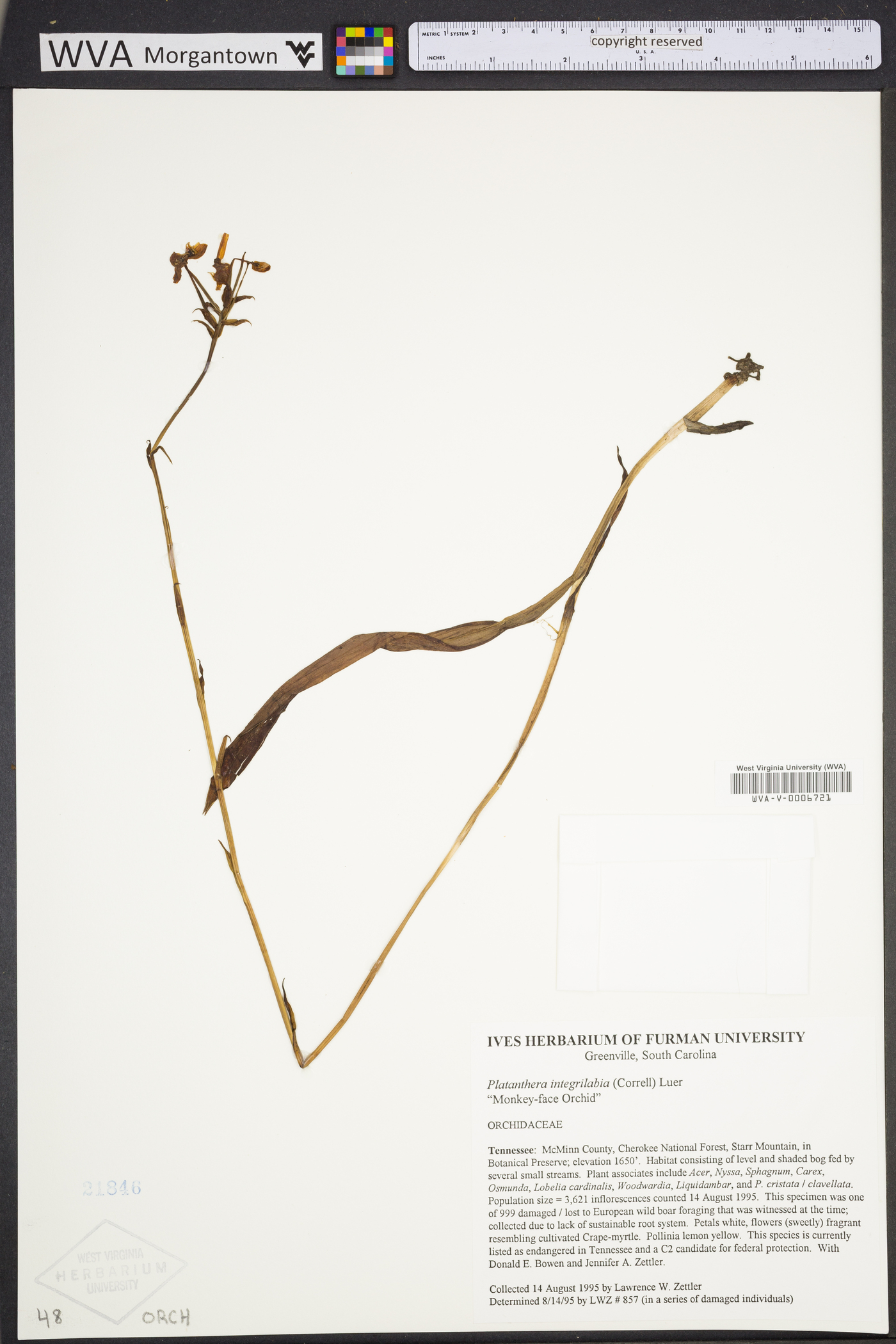 Platanthera integra image