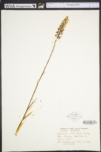 Platanthera nivea image