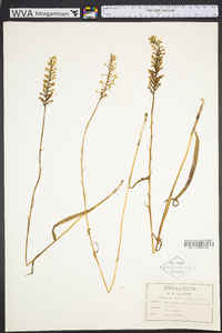 Platanthera nivea image