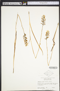 Platanthera nivea image