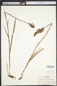 Platanthera nivea image